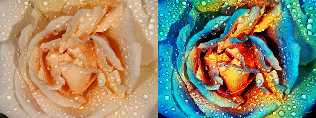 Rose (Before and after). © Russell Brown, All Rights Reserved.